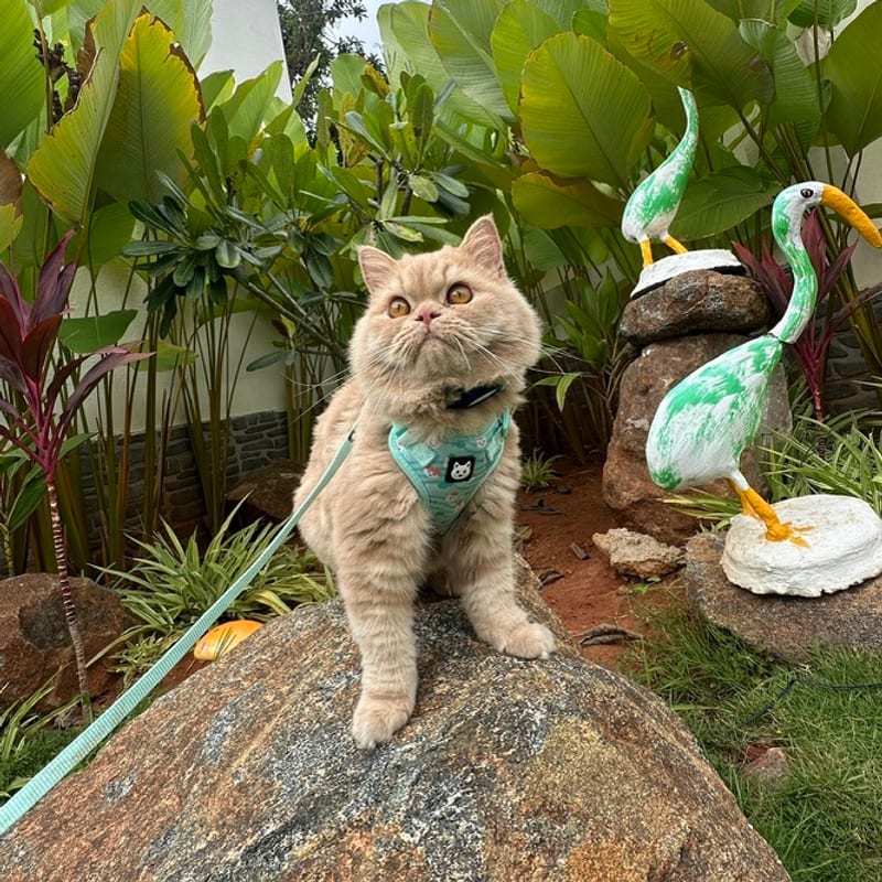 Bailey in a harness, perched on a rock in the garden